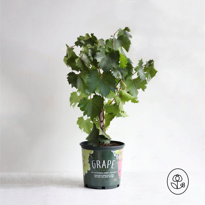 Grape Vine Plant - Non Flowering (Fall Season) - Seed World