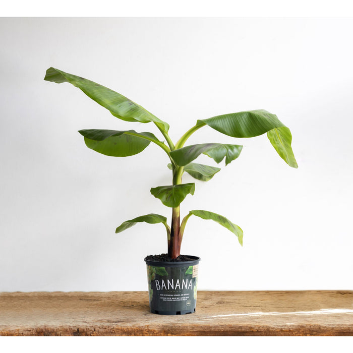 Banana Dwarf Cavendish Tree - 1 Gallon - Seed World