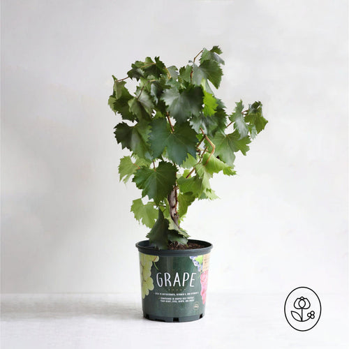 Grape Vine Plant - Non Flowering (Fall Season) - Seed World