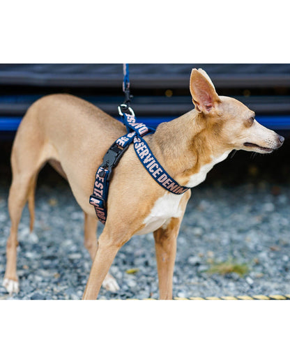 Harness
