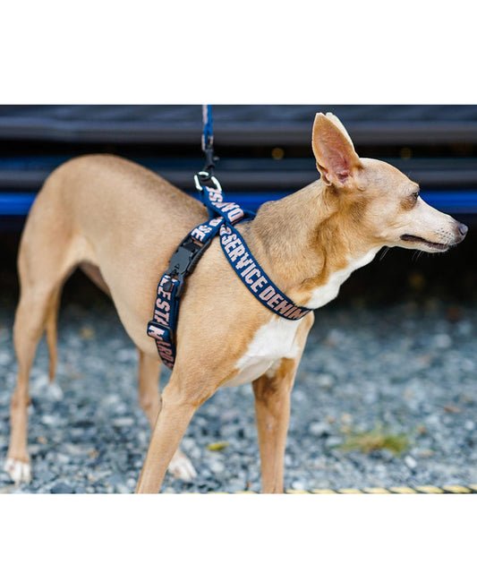 Harness