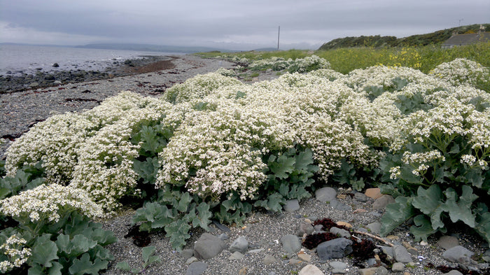 KALE 'Sea' --Crambe maritima--