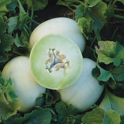 MELON 'Green Flesh Honeydew'