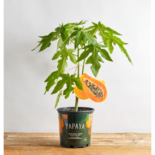 Papaya Red Lady Plant - 1 Gallon - Seed World