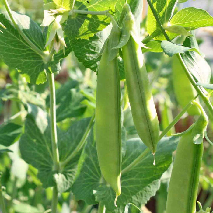 PEA 'Cascadia'