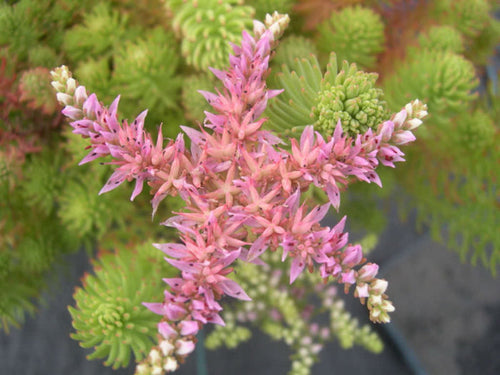 Sedum pulchellum --Widow's Cross--