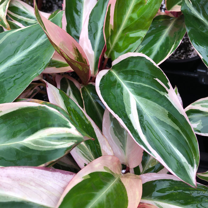 Stromanthe sanguinea 'Triostar' --Tricolor Prayer Plant--